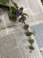 Phlomoides tuberosa