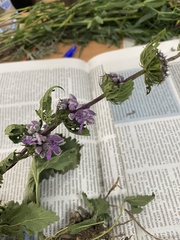 Phlomoides tuberosa