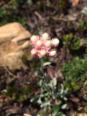 Antennaria rosea
