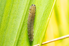 Rhadinoceraea micans