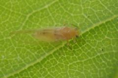 Bactericera minuta