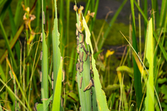 Rhadinoceraea micans