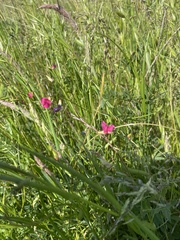 Lathyrus nissolia