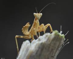 Ameles spallanzania