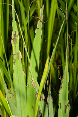 Rhadinoceraea micans