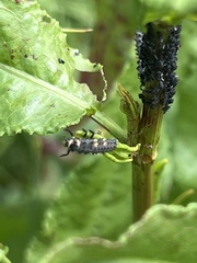 Coccinella septempunctata