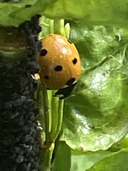 Coccinella septempunctata