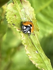 Coccinella septempunctata