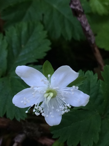 Five-leaf Dwarf Bramble