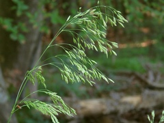 Festuca altissima