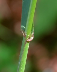 Festuca altissima