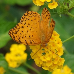 Phalanta phalantha phalantha
