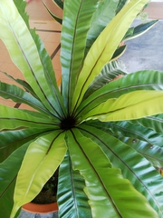 Asplenium australasicum