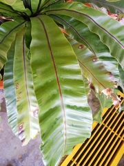 Asplenium australasicum