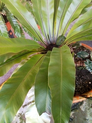 Asplenium australasicum