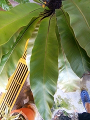 Asplenium australasicum