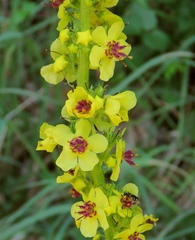 Verbascum alpinum