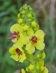 Verbascum alpinum