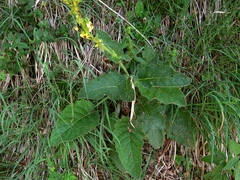 Verbascum alpinum
