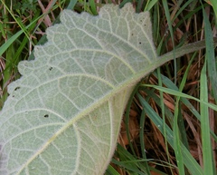 Verbascum alpinum
