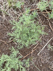 Artemisia adamsii