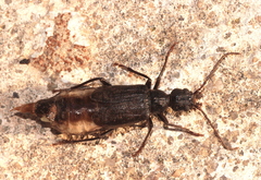 Vesperus bolivari