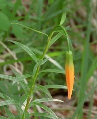 Lilium carniolicum