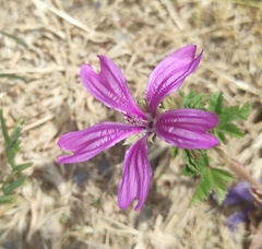 Malva sylvestris