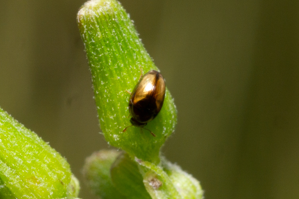 Olibrus corticalis