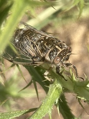 Cicadatra platyptera