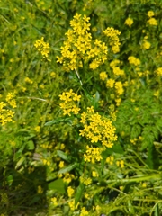 Bunias orientalis