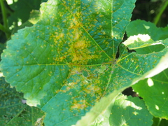 Puccinia malvacearum