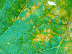 Puccinia malvacearum