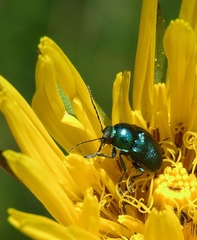 Cryptocephalus aureolus