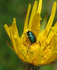 Cryptocephalus aureolus