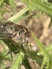 Cicadatra platyptera