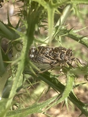 Cicadatra platyptera
