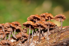 Kuehneromyces brunneoalbescens