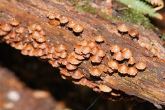 Kuehneromyces brunneoalbescens