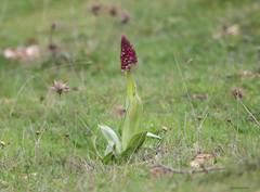 Orchis purpurea image