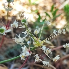 Allium subhirsutum