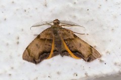 Achrosis calcicola