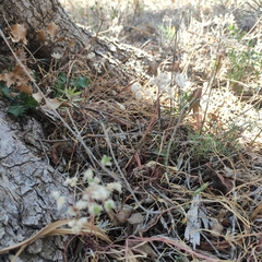 Allium subhirsutum