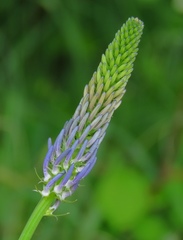 Phyteuma persicifolium