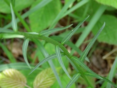 Phyteuma persicifolium