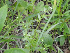 Buglossoides czernjajevii