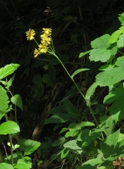 Tephroseris longifolia