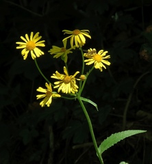 Tephroseris longifolia