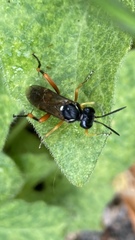 Macrophya rufipes