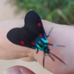 Cyanopepla fastuosa
